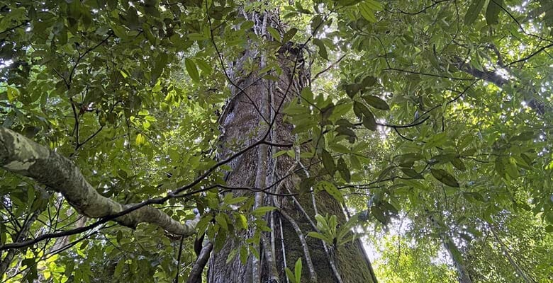 chartering in Costa Rica: tree climbing