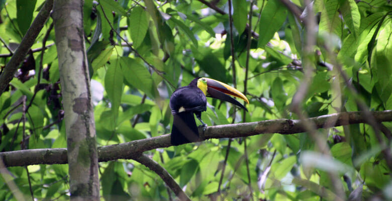 chartering in Costa Rica: toucans