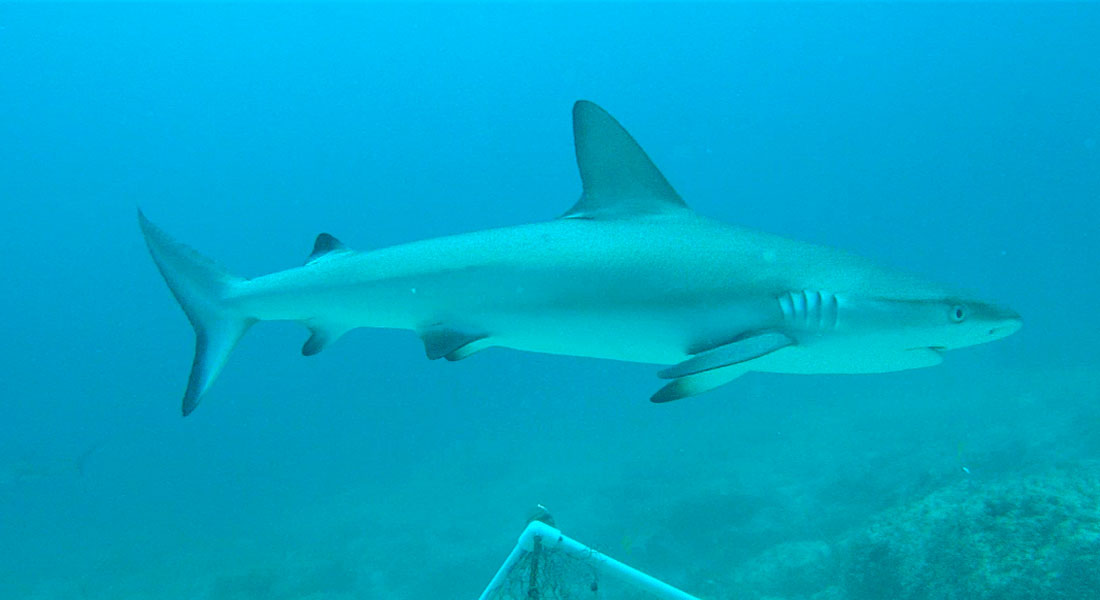 BRUVS underwater video of shark from Global FinPrint