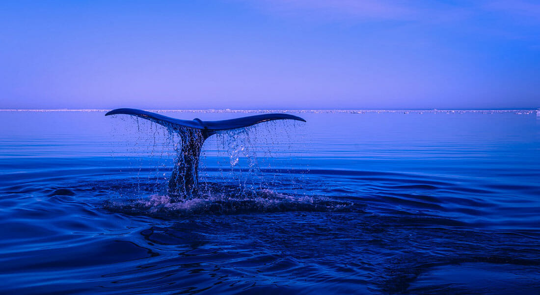 the Water Revolution Foundation is crowdfunding for Important Marine Mammal Areas